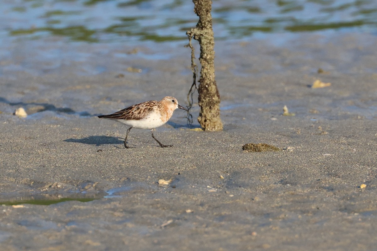 Correlimos Cuellirrojo - ML646107701