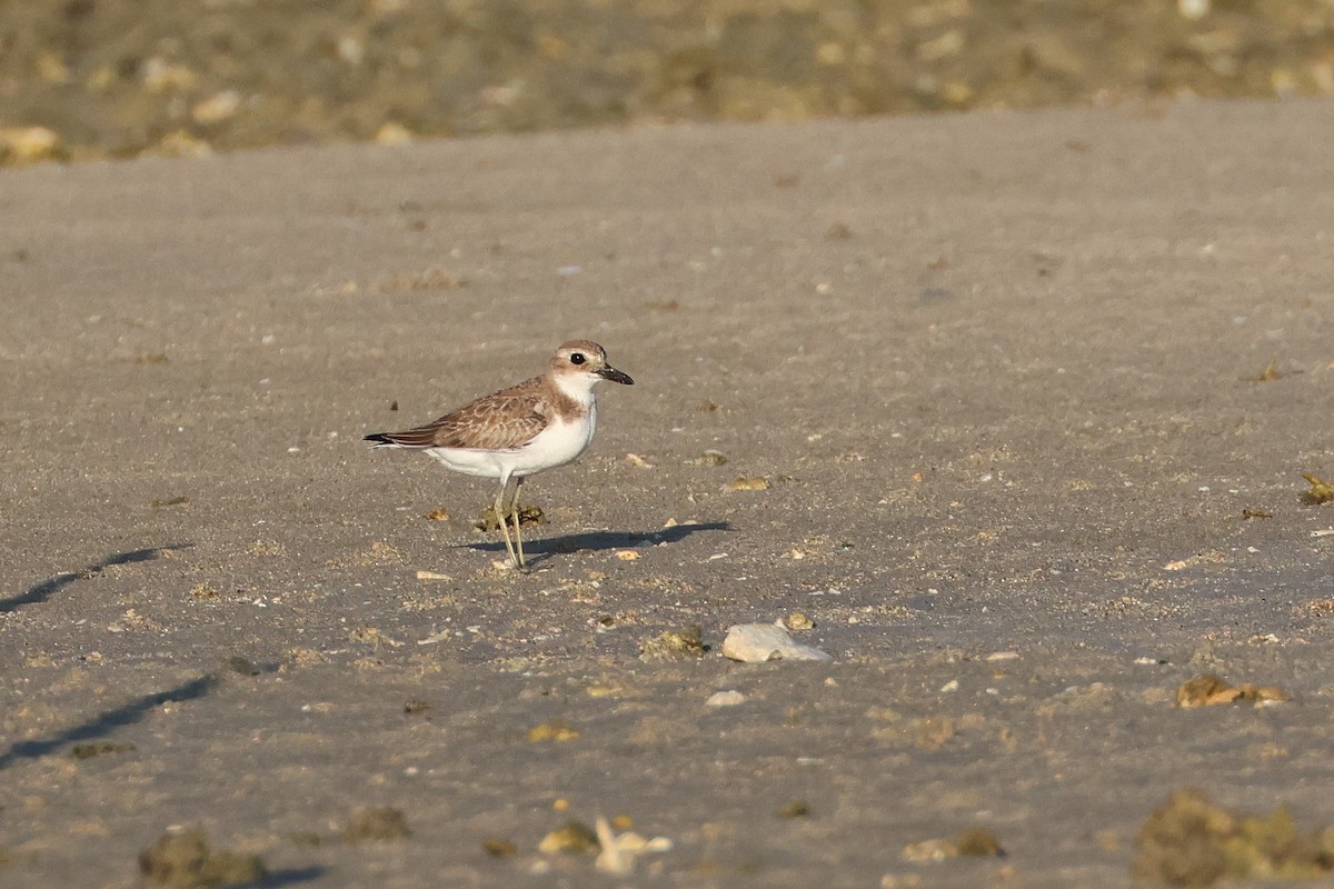 Chorlitejo Mongol - ML646107702