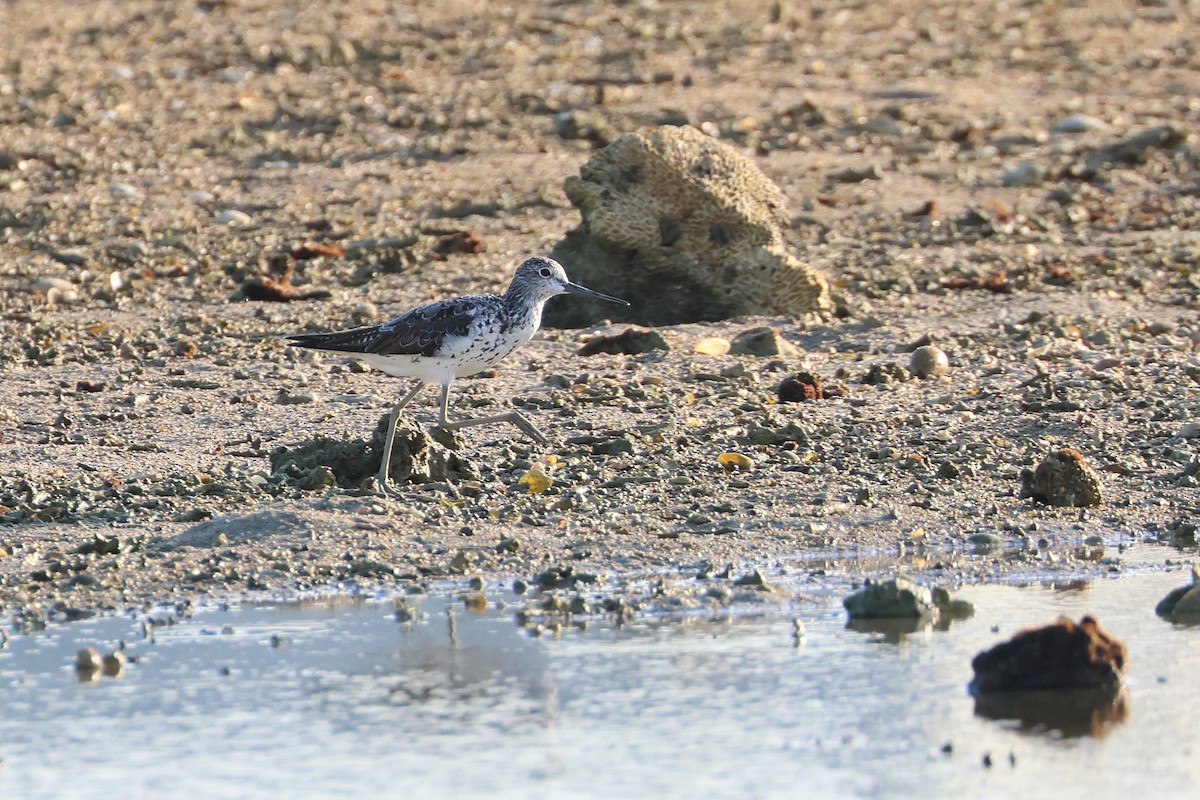 Archibebe Claro - ML646107703