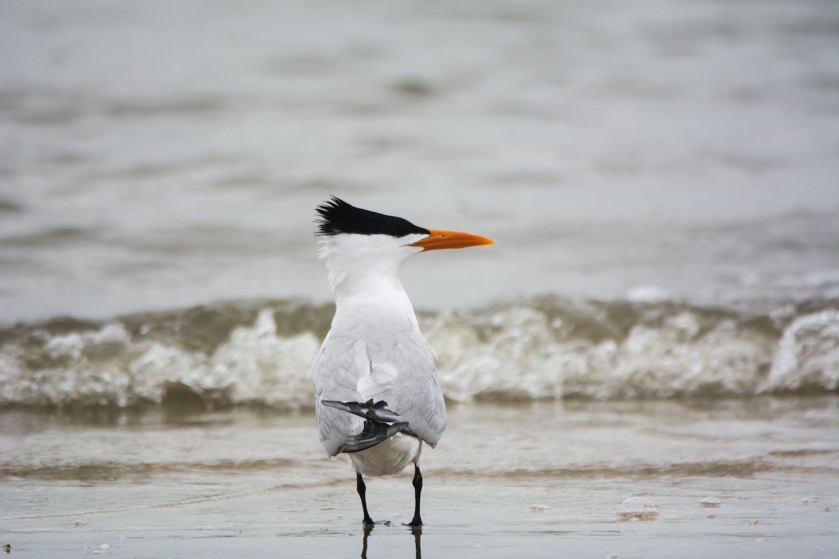 Charrán Real Americano - ML646107704