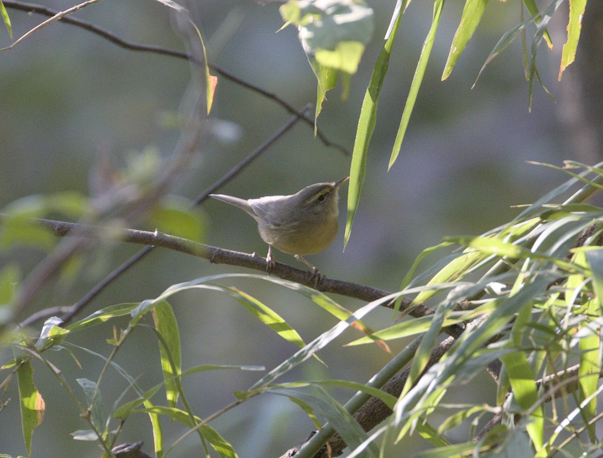 Mosquitero del Pamir - ML646107705