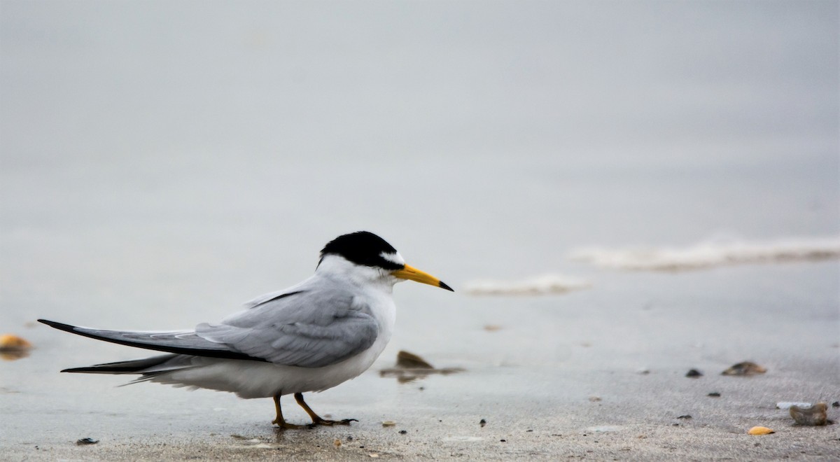 Charrancito Americano - ML646107708