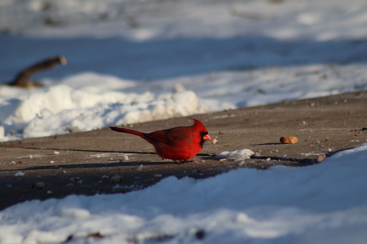 Cardenal Norteño - ML646107712