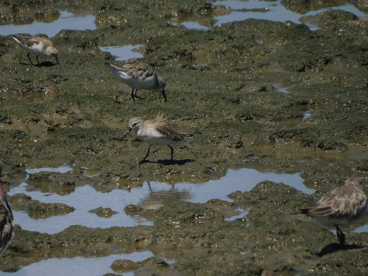 Correlimos Zarapitín - ML646107713