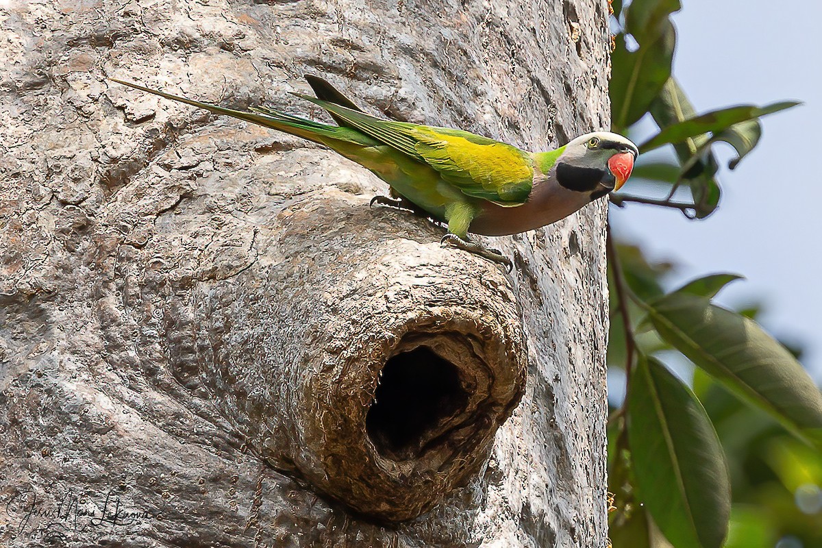 Cotorra Pechirroja - ML646107715