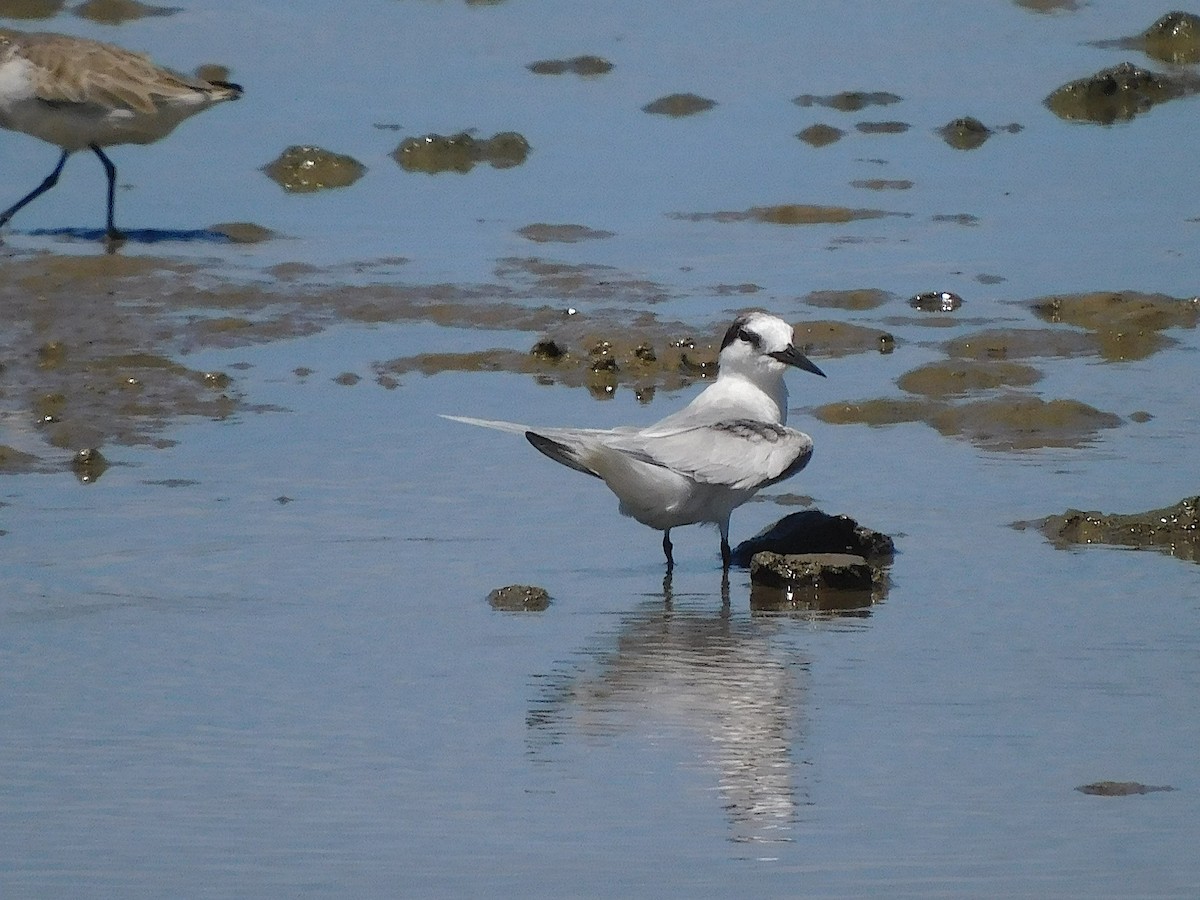 Charrancito Común - ML646107717
