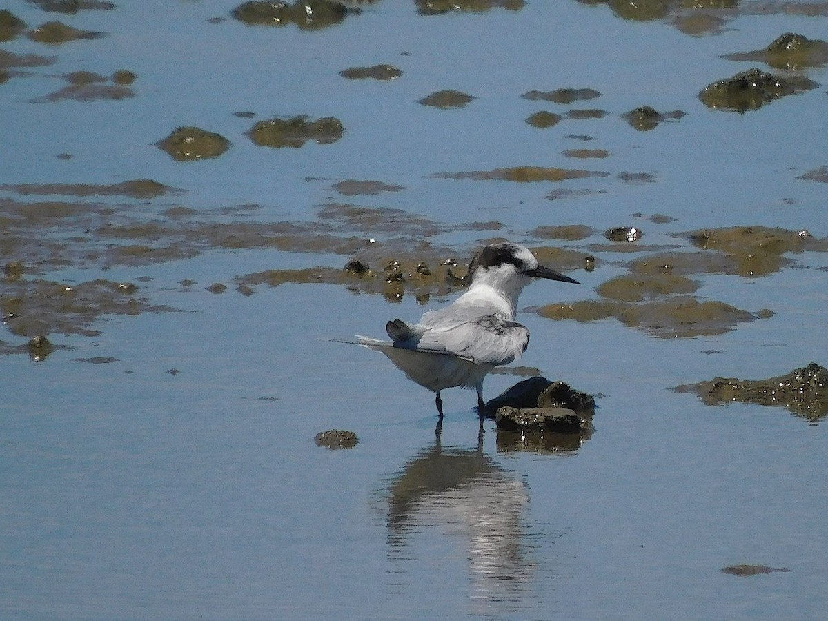 Charrancito Común - ML646107718