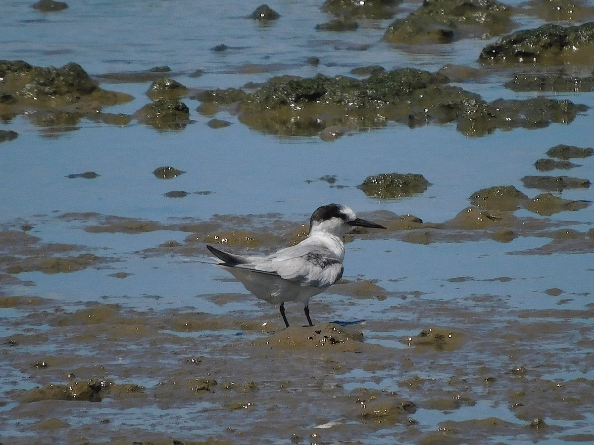 Charrancito Común - ML646107719