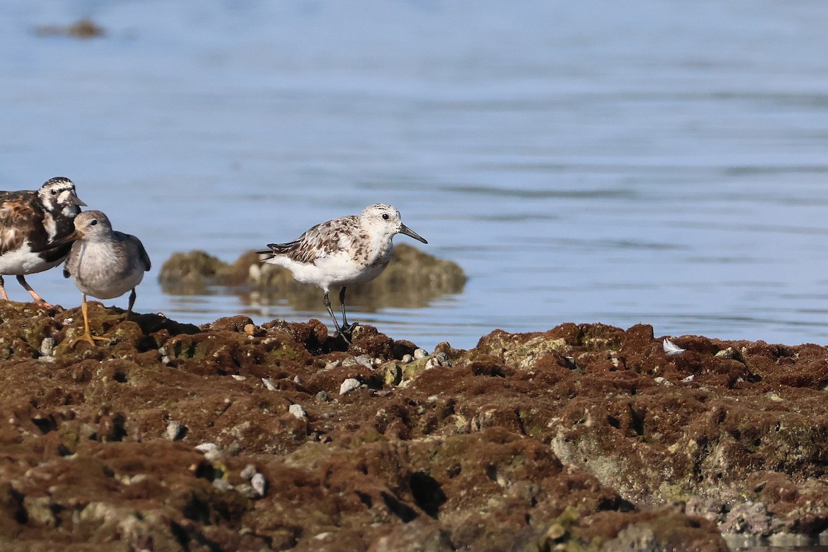 三趾濱鷸 - ML646107724