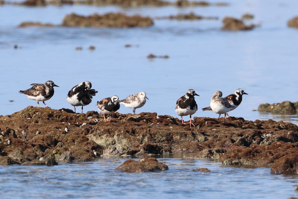 Sanderling - ML646107725
