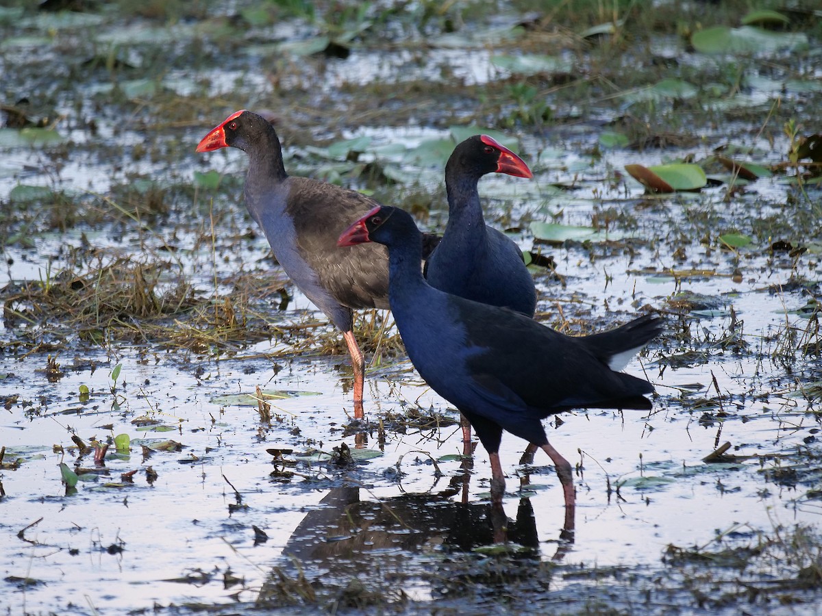 Calamón Australiano - ML646107728