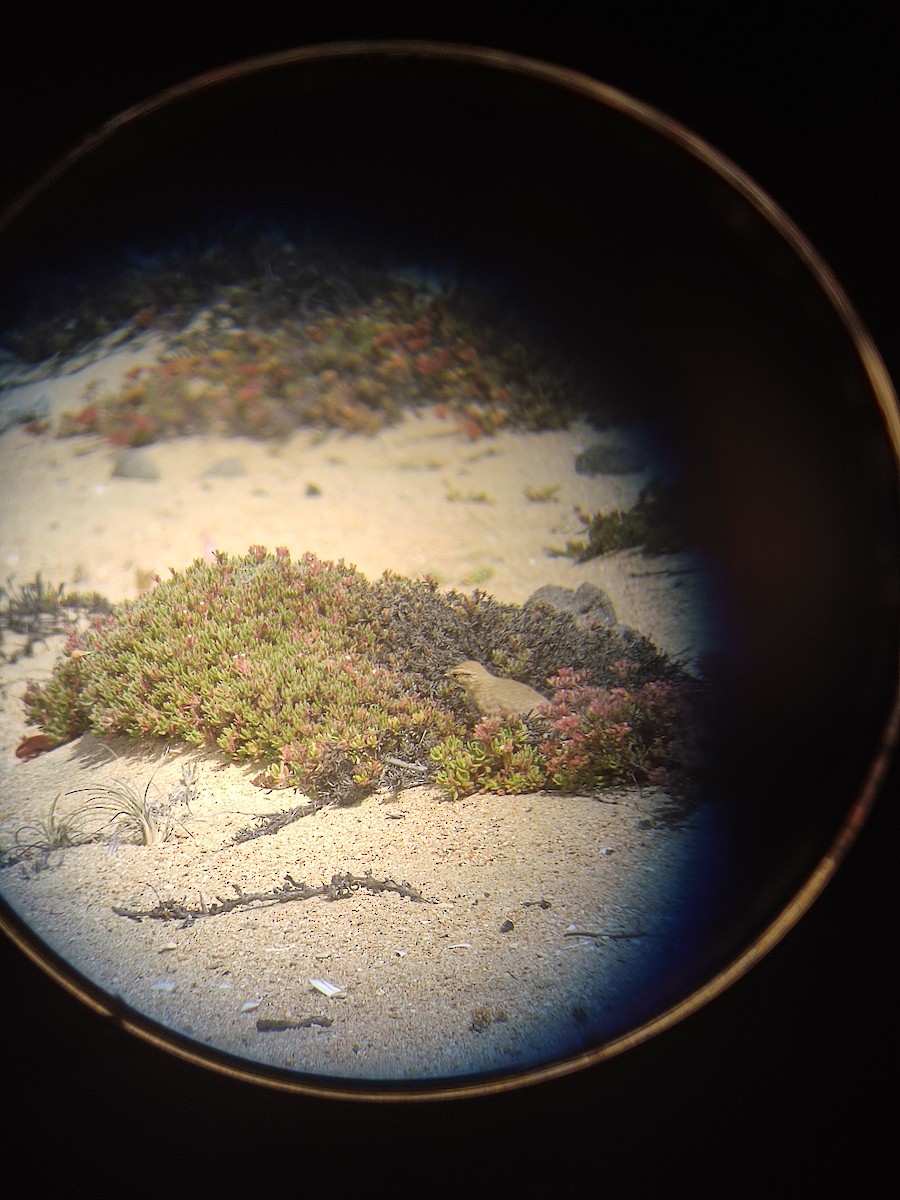 Minero Común - ML646107729