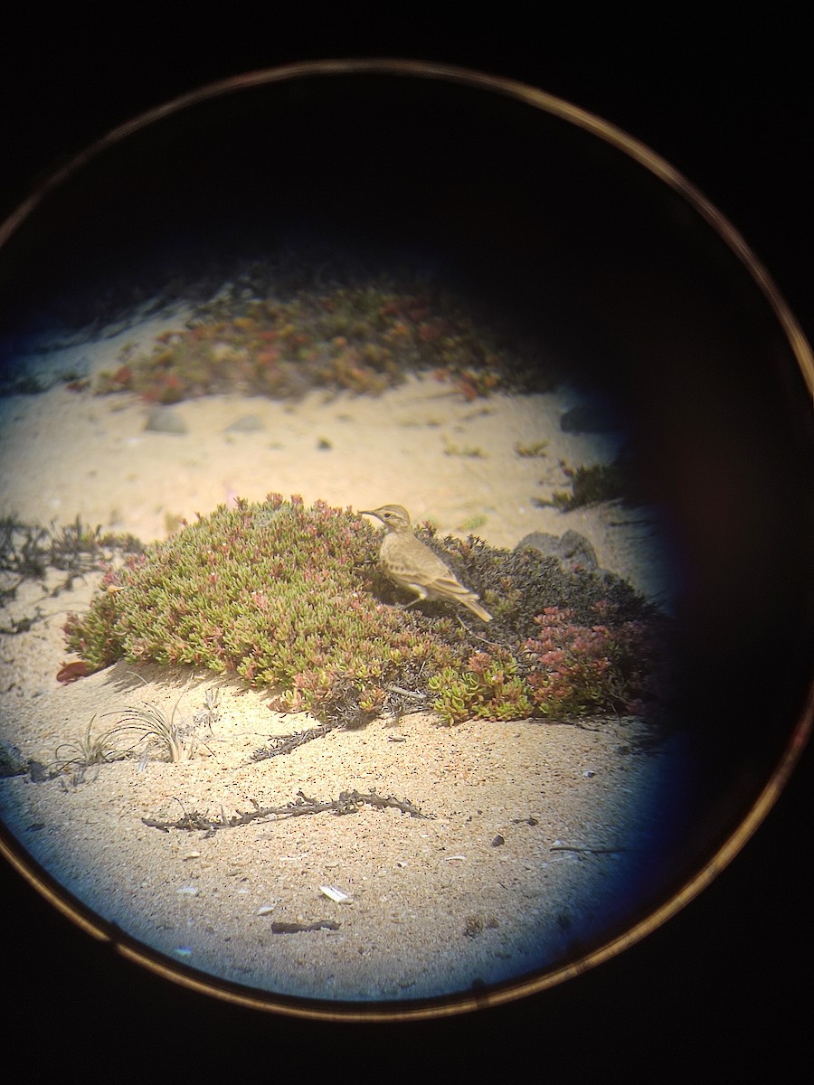 Minero Común - ML646107730