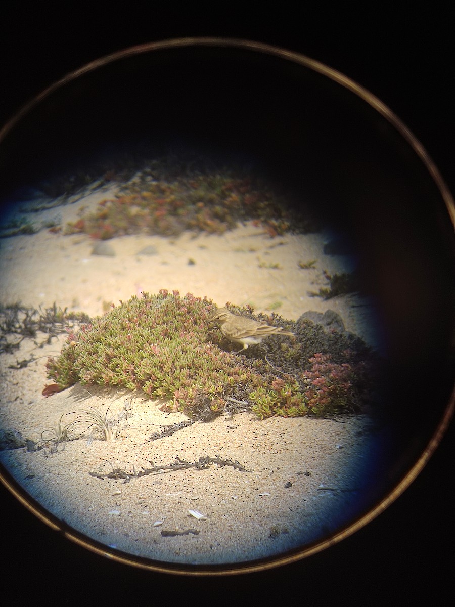 Minero Común - ML646107731