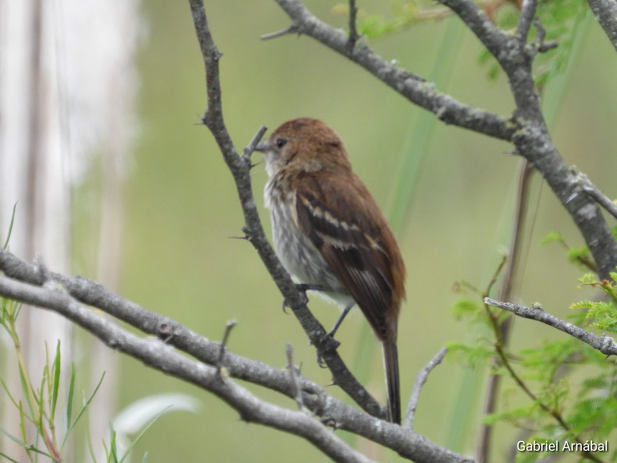 Mosquero Estriado - ML646107732