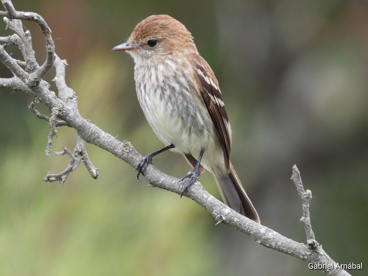 Mosquero Estriado - ML646107733