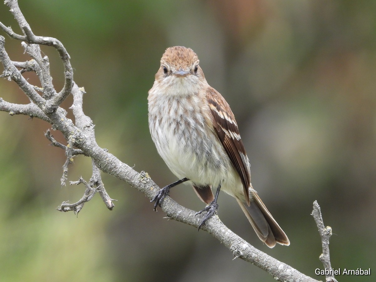 Mosquero Estriado - ML646107734