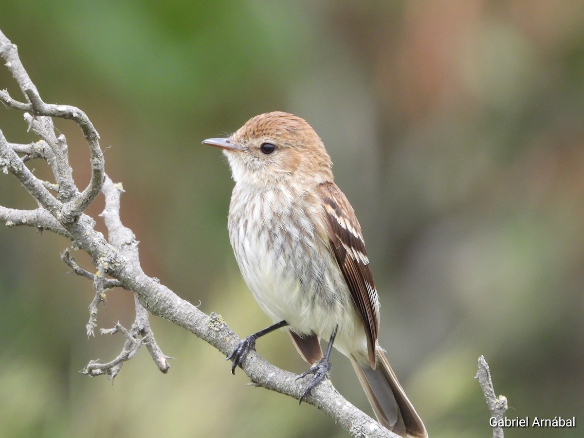 Mosquero Estriado - ML646107735