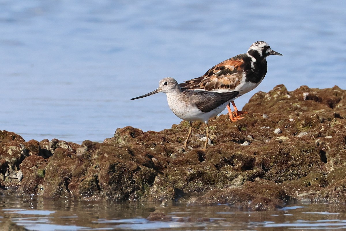 反嘴鷸 - ML646107737