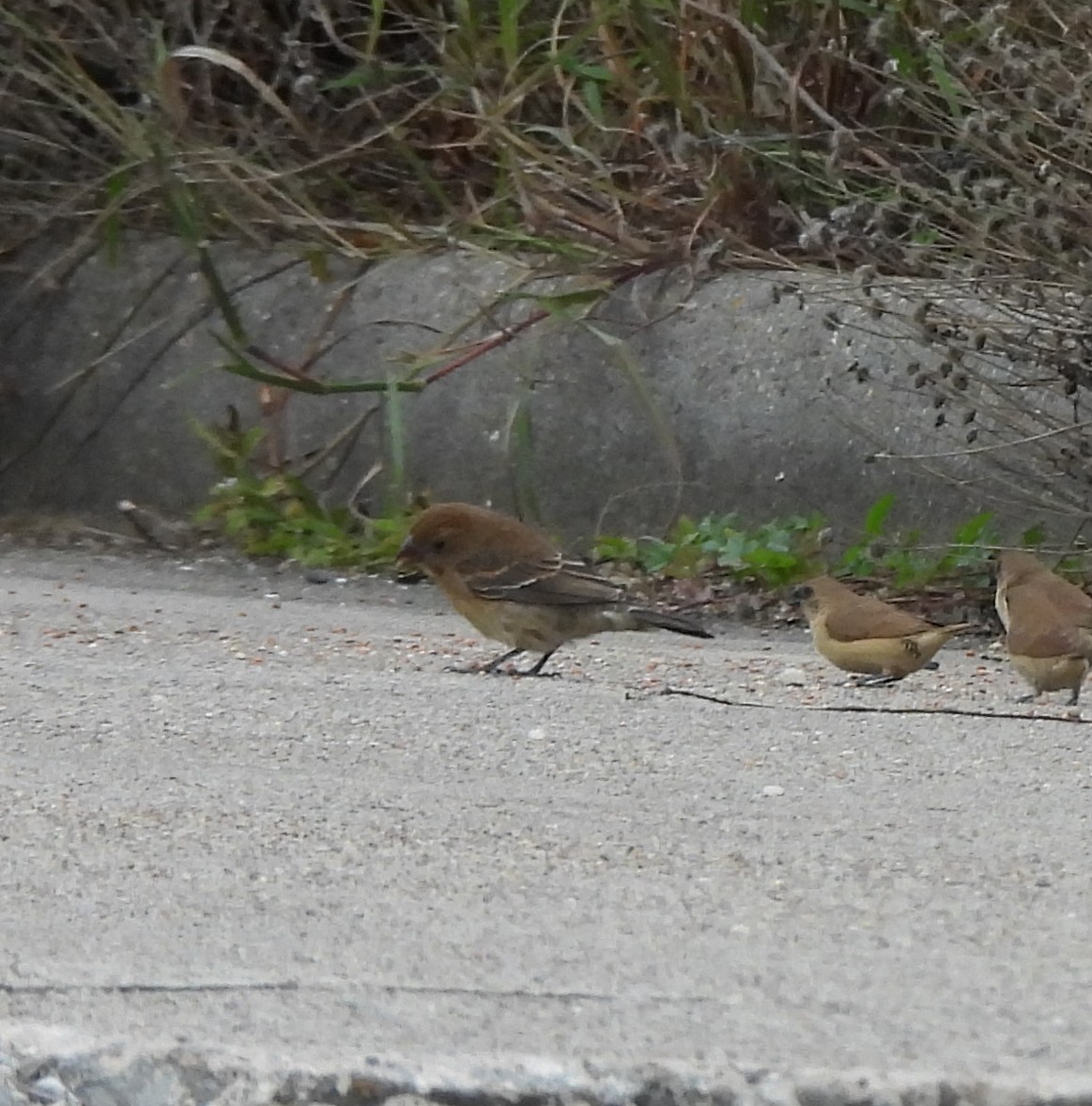 Blue Grosbeak - ML646107741