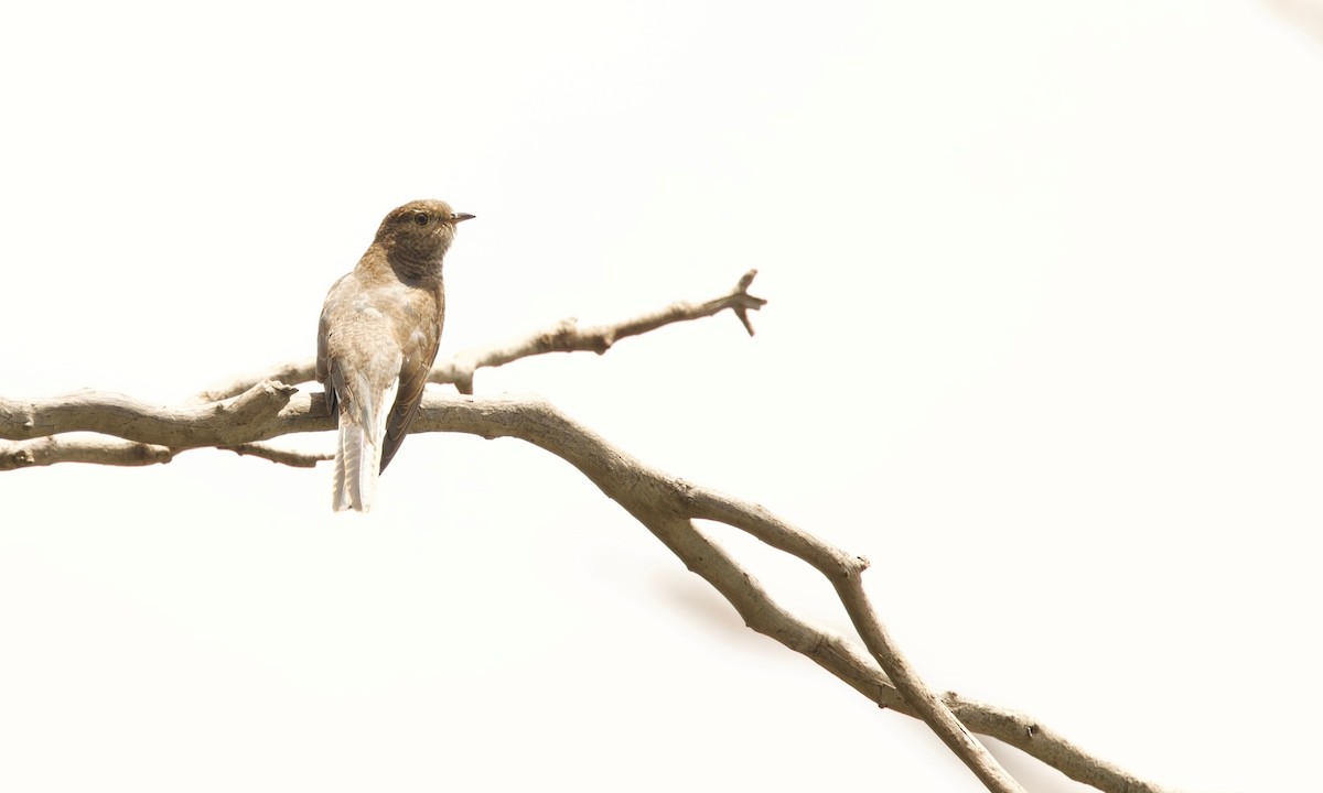 Fächerschwanzkuckuck - ML646107743