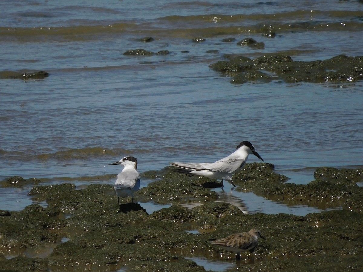 Little Tern - ML646107748