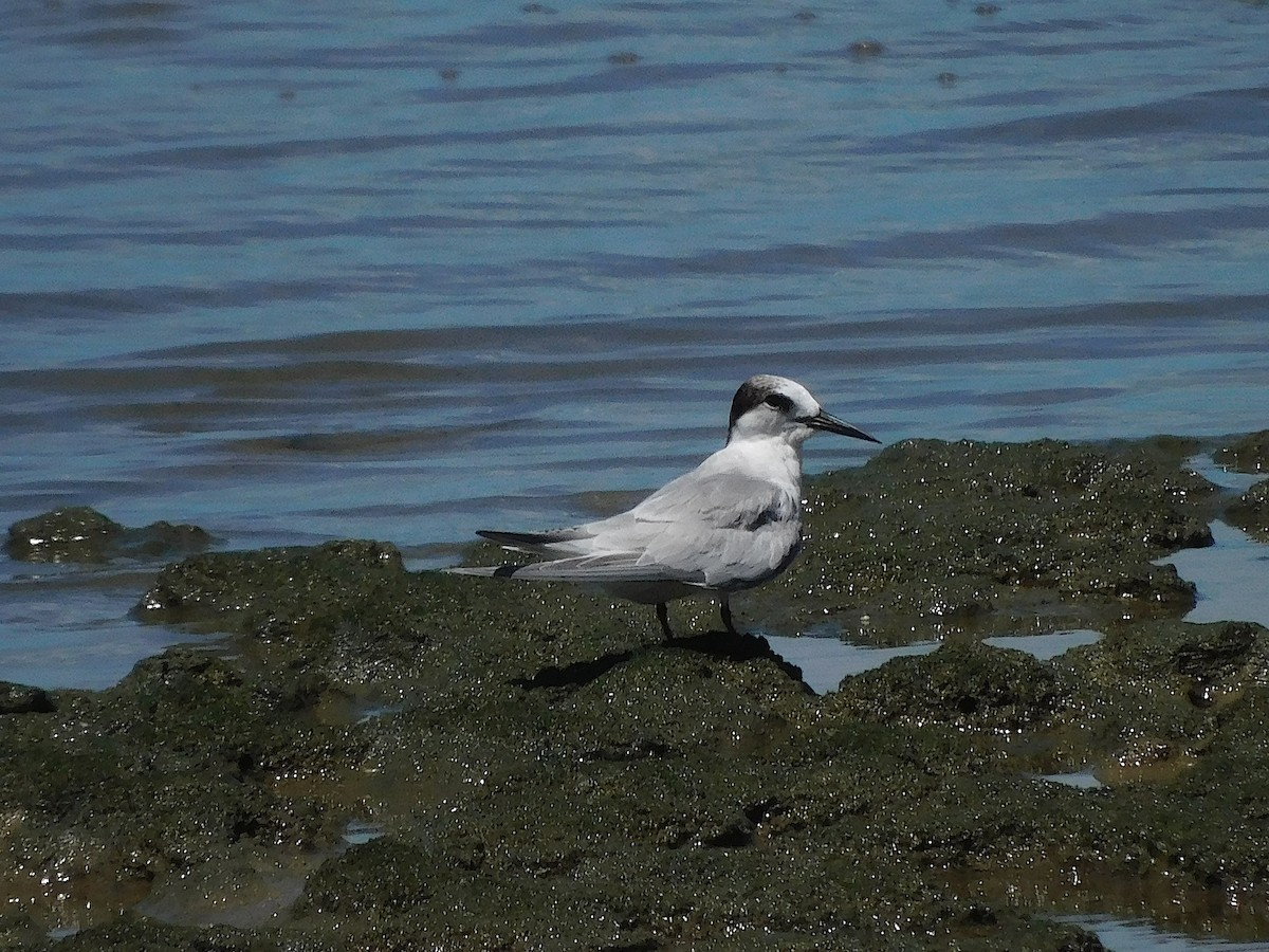 Little Tern - ML646107750