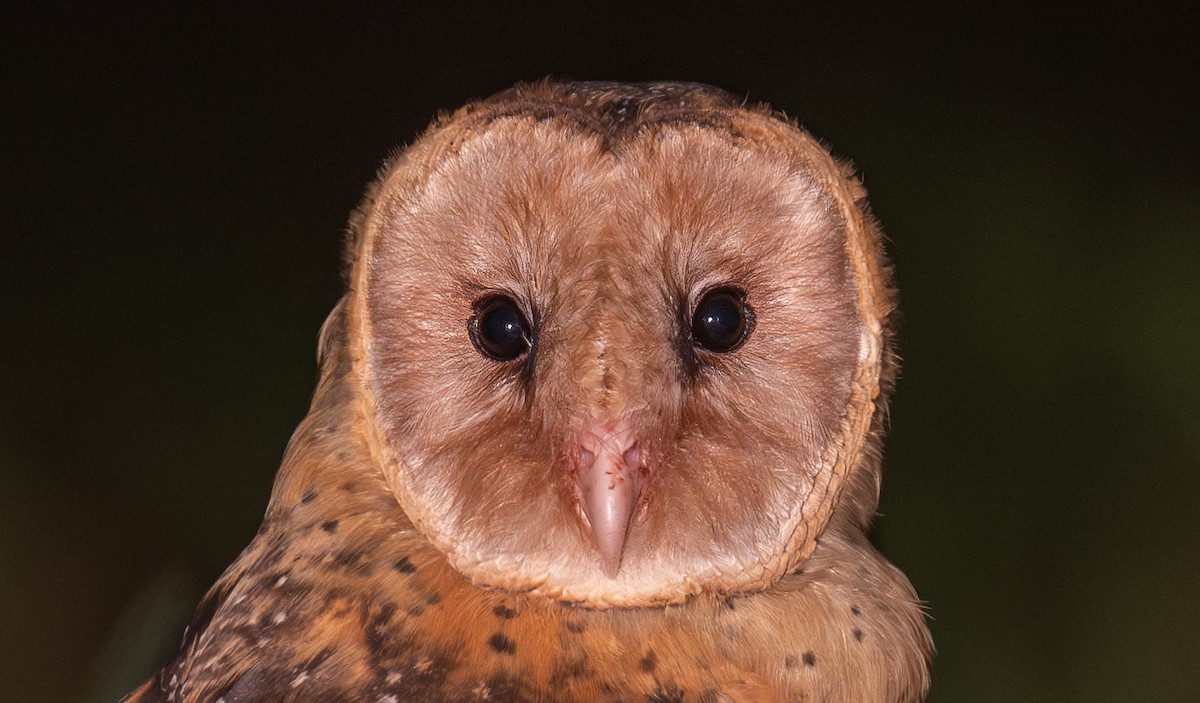 Australasian Grass-Owl - ML646107752