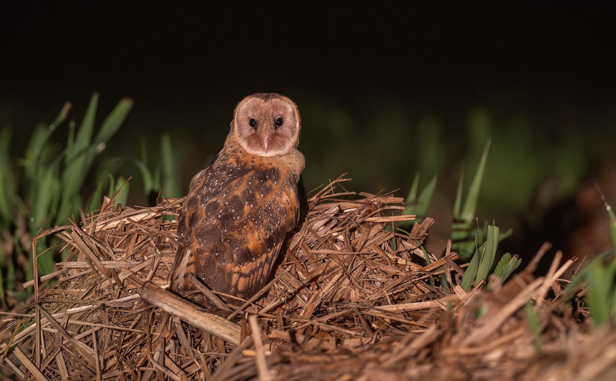Australasian Grass-Owl - ML646107753