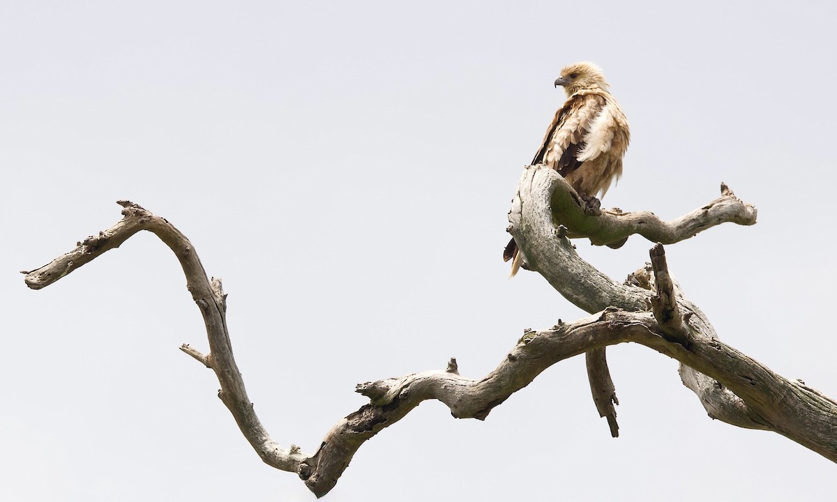 Keilschwanzmilan - ML646107754