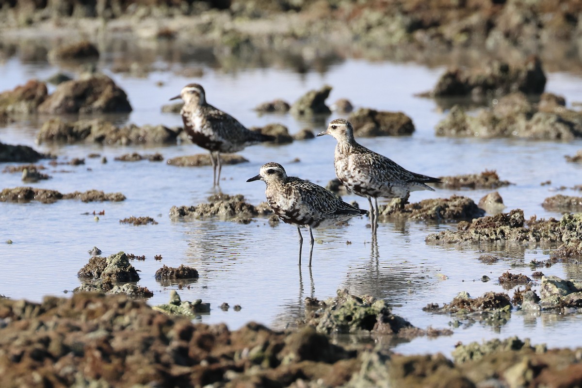 Terek Sandpiper - ML646107755