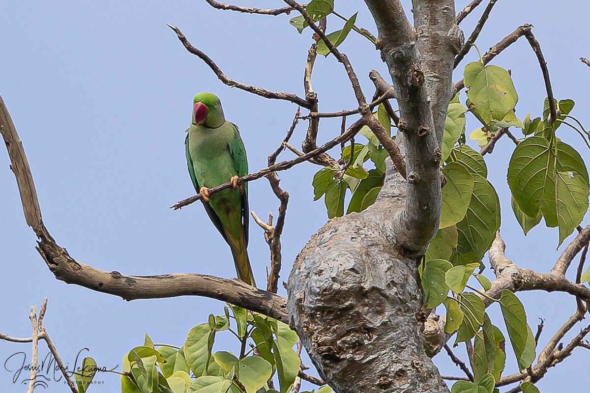 Alexandrine Parakeet - ML646107756