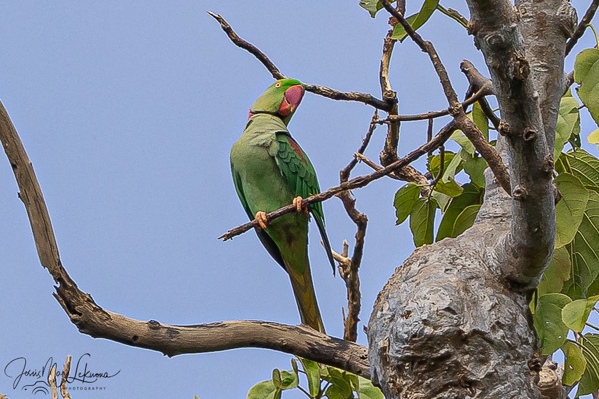Alexandrine Parakeet - ML646107757