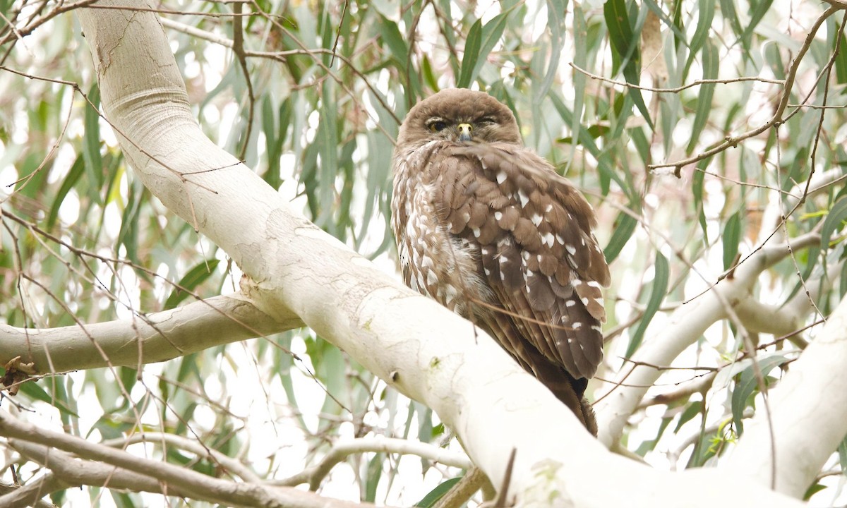 Barking Owl - ML646107758