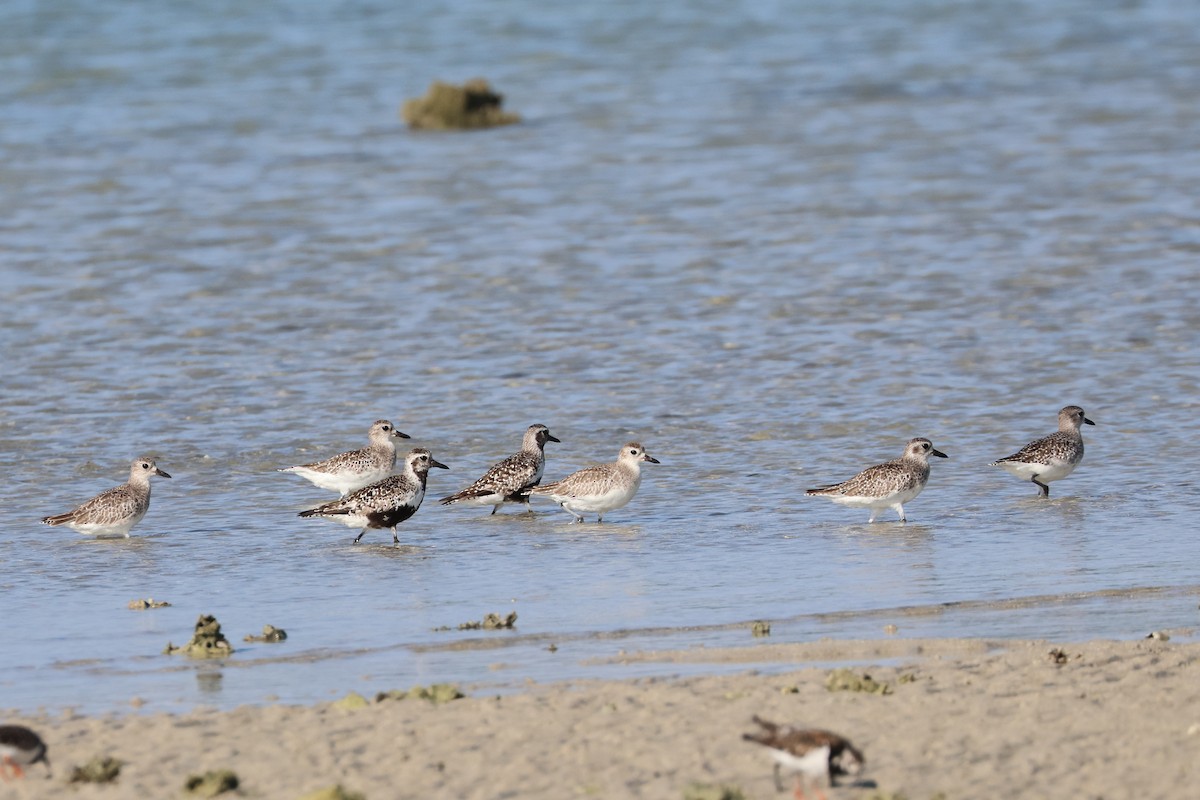 Pacific Golden-Plover - ML646107759