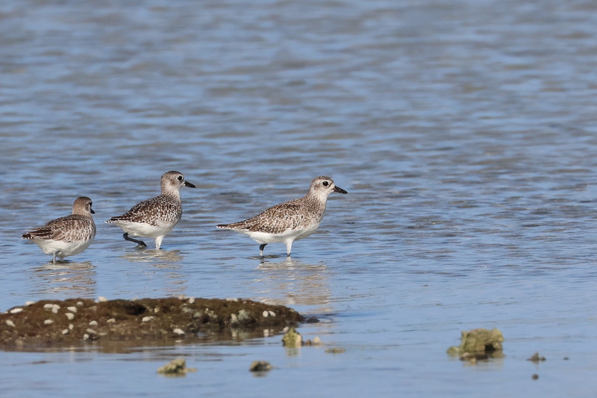 Black-bellied Plover - ML646107760
