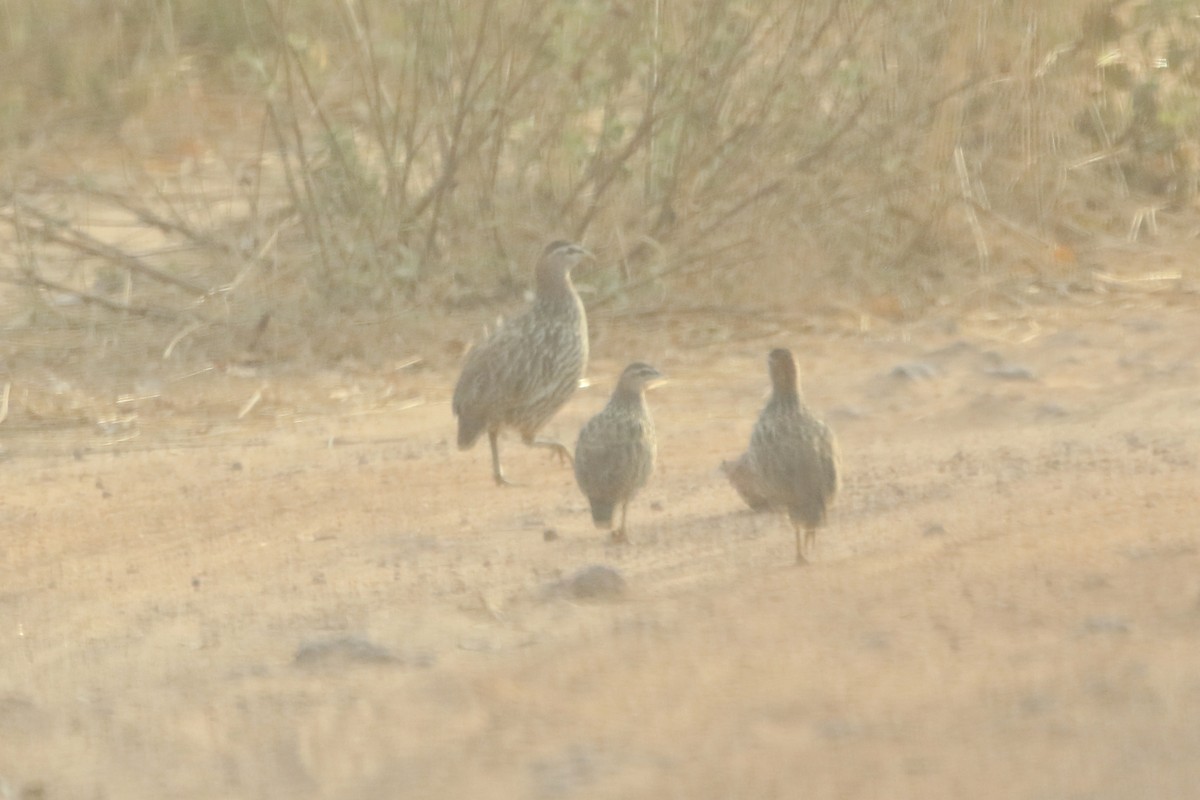 Double-spurred Spurfowl - ML646107763