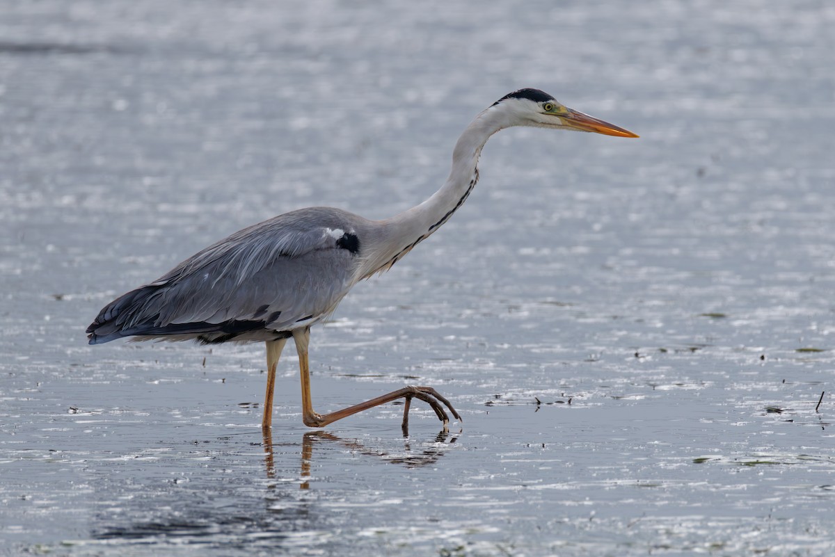 Gray Heron - ML646107764