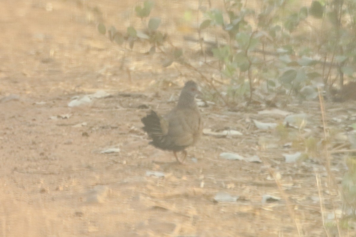 Stone Partridge - ML646107767