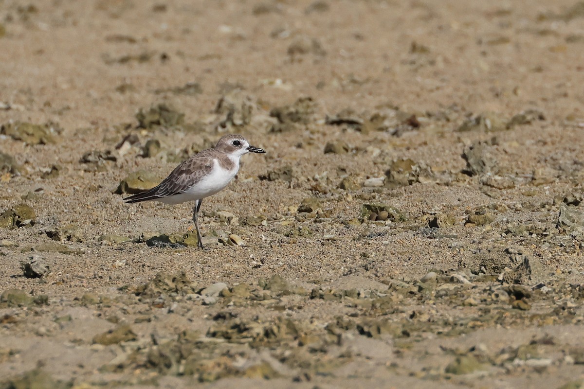 Greater Sand-Plover - ML646107769