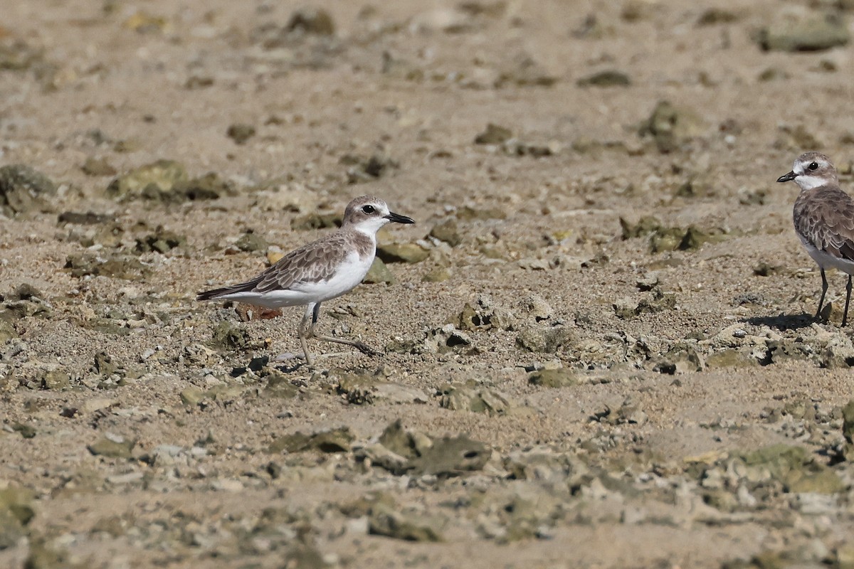 Greater Sand-Plover - ML646107770