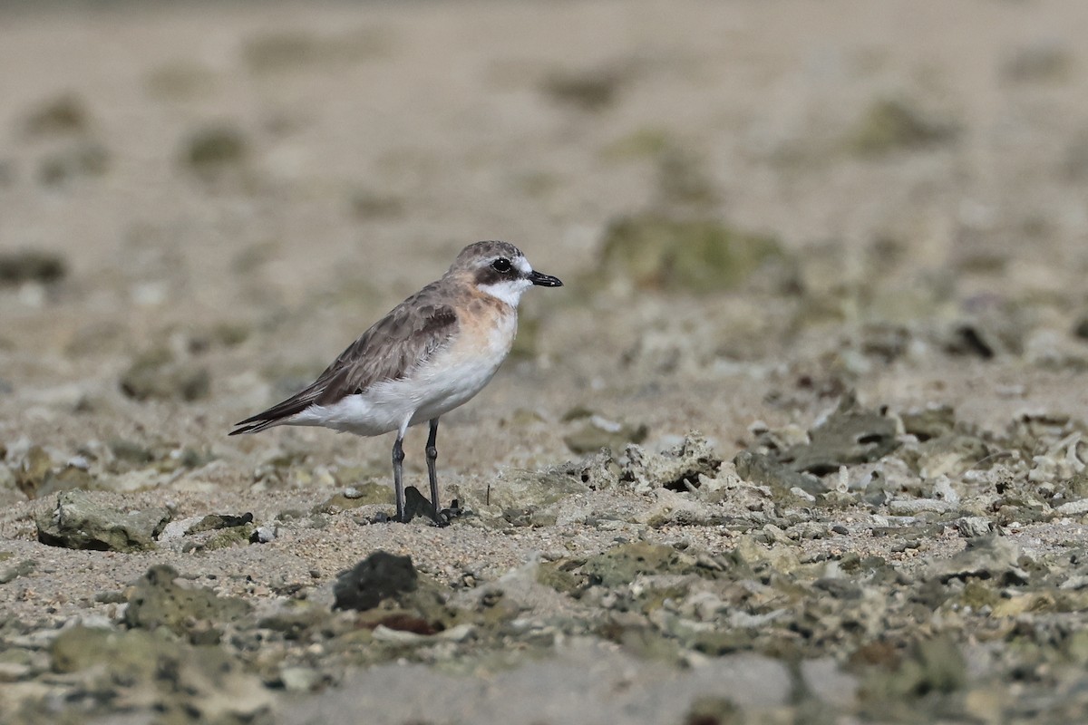 蒙古鴴 - ML646107771