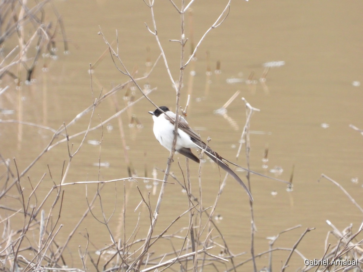 Fork-tailed Flycatcher - ML646107772