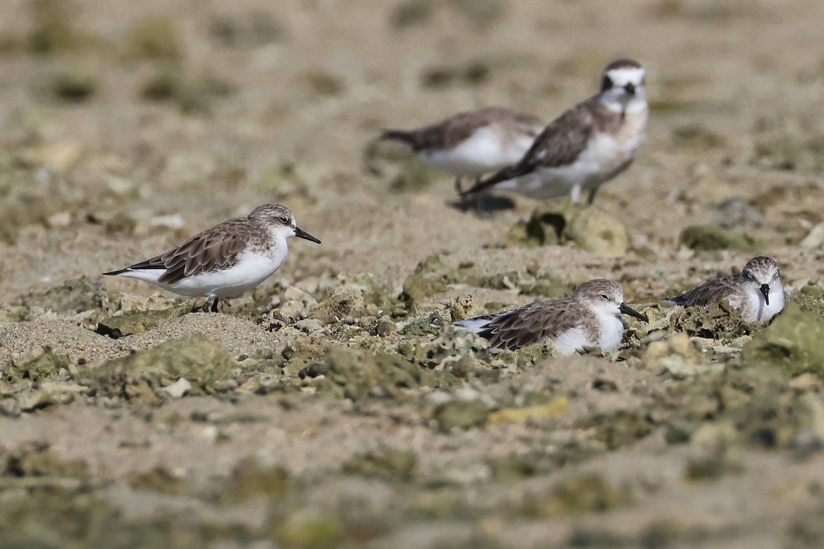 紅胸濱鷸 - ML646107773