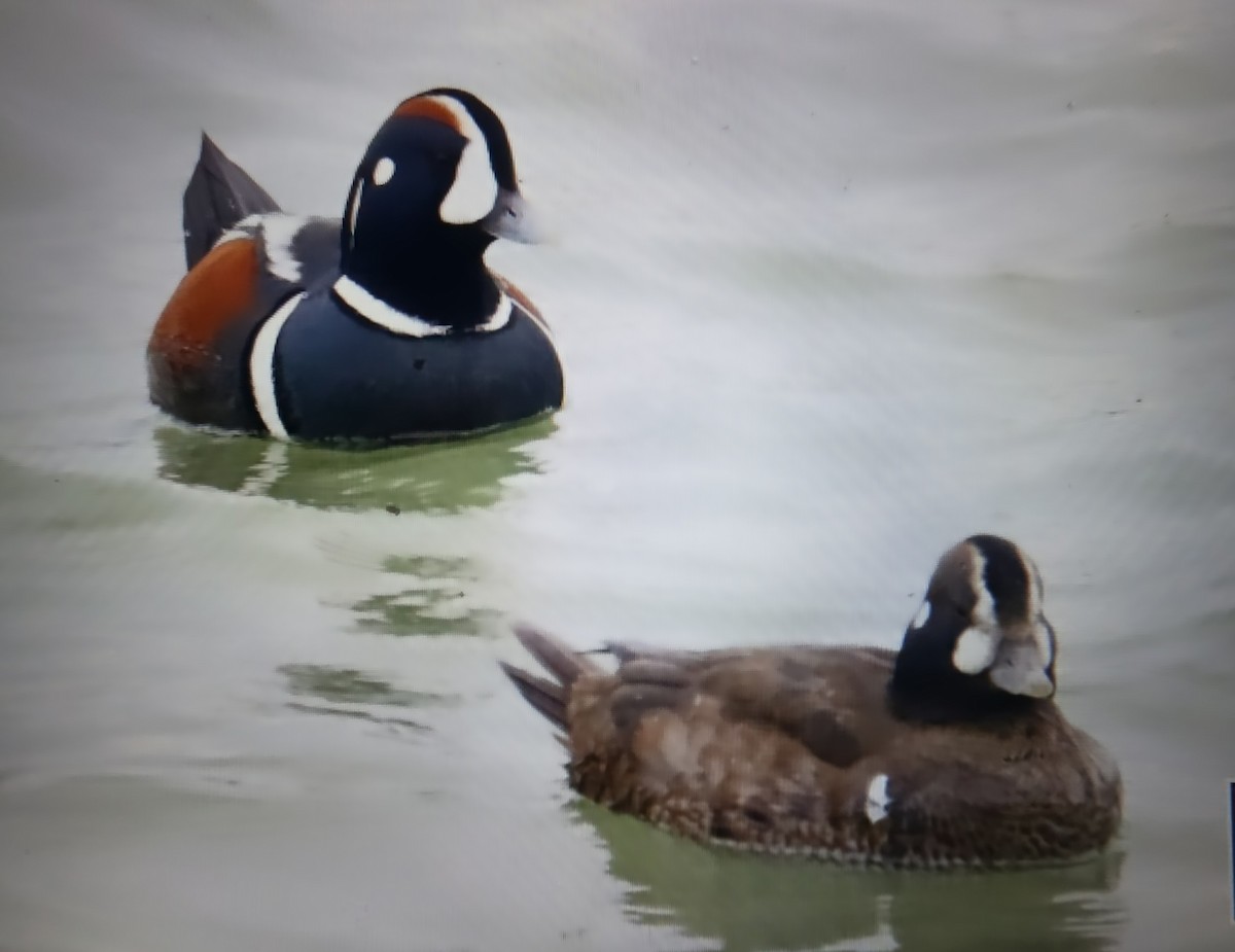 Harlequin Duck - ML646107774