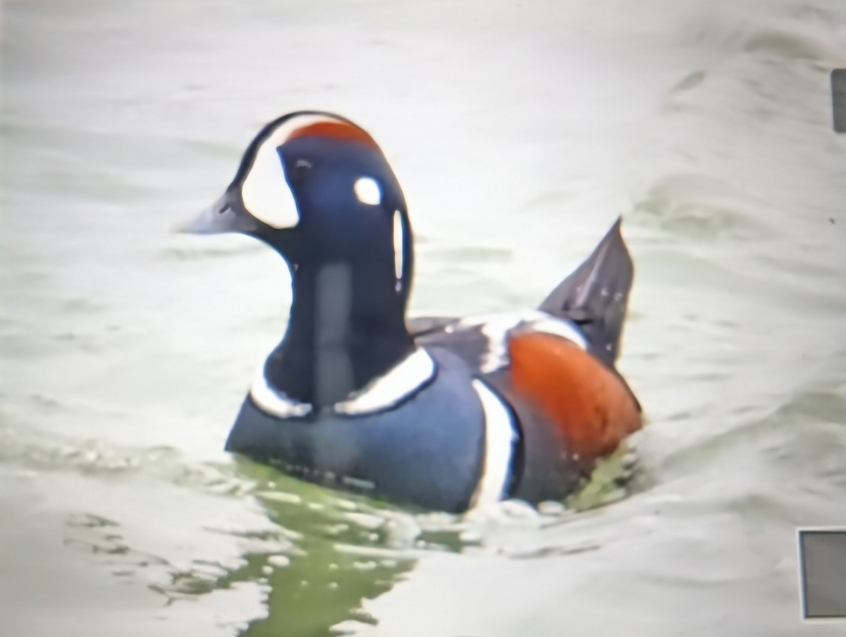 Harlequin Duck - ML646107775