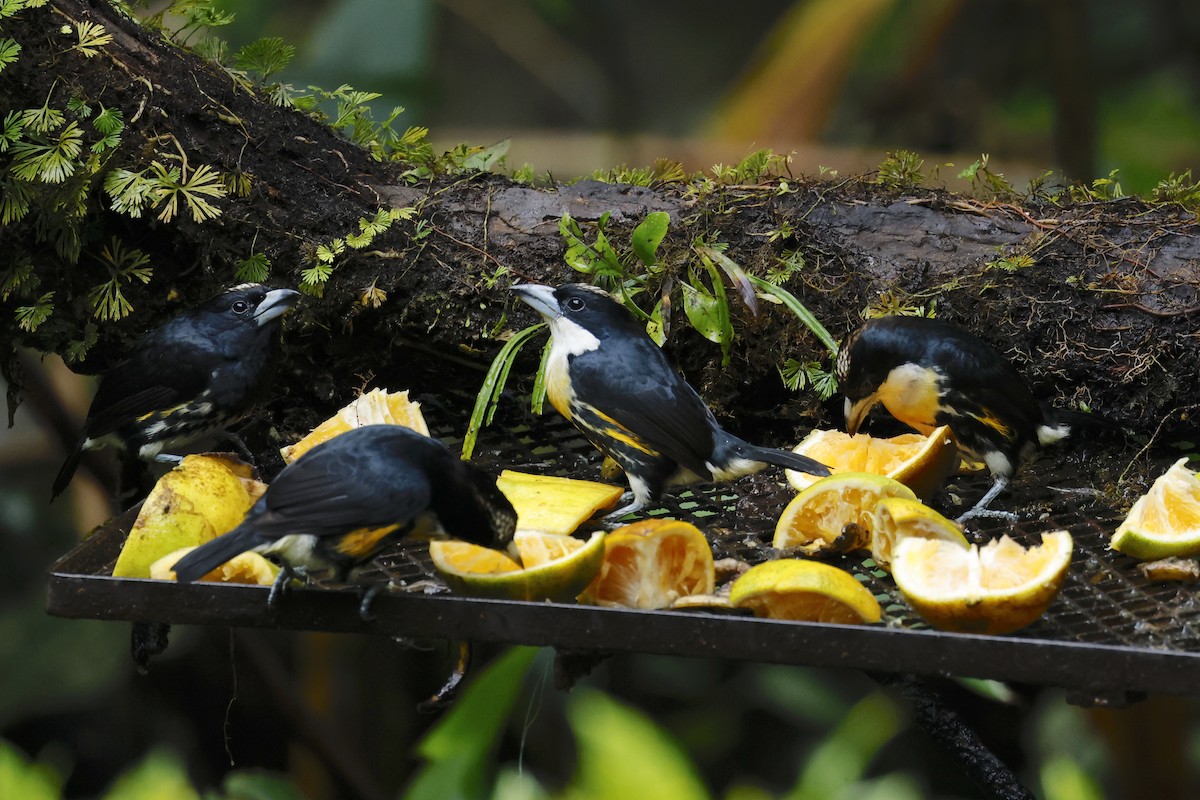 Spot-crowned Barbet - ML646107776