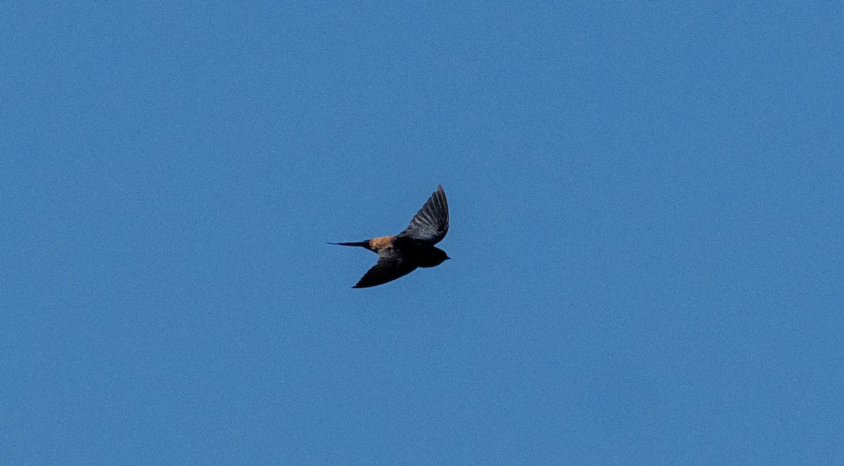 Eastern Red-rumped Swallow - ML646107777