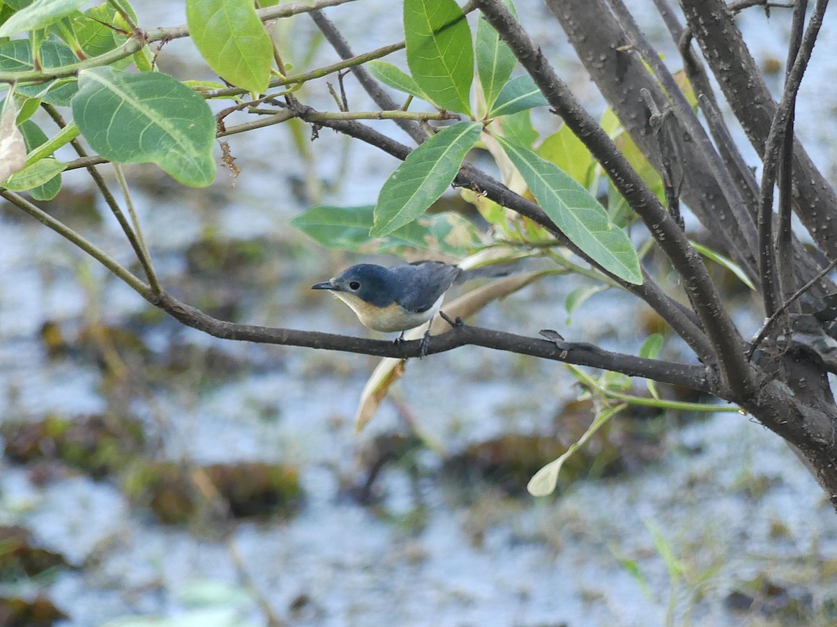 Broad-billed Flycatcher - ML646107778