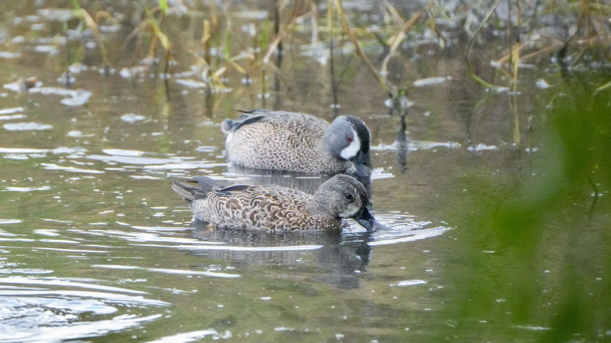 Blue-winged Teal - ML646107781